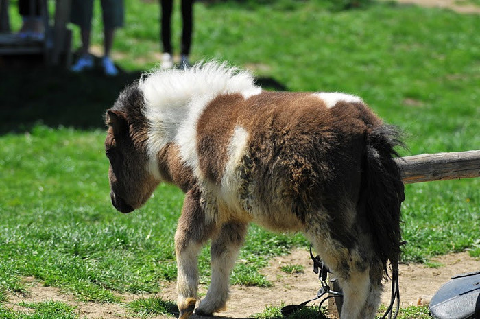 DSC_6536 - ECHITATIE 2011