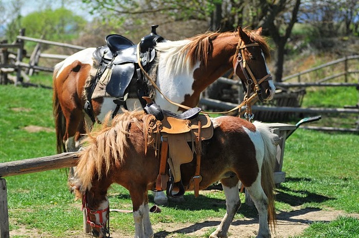 DSC_6537 - ECHITATIE 2011