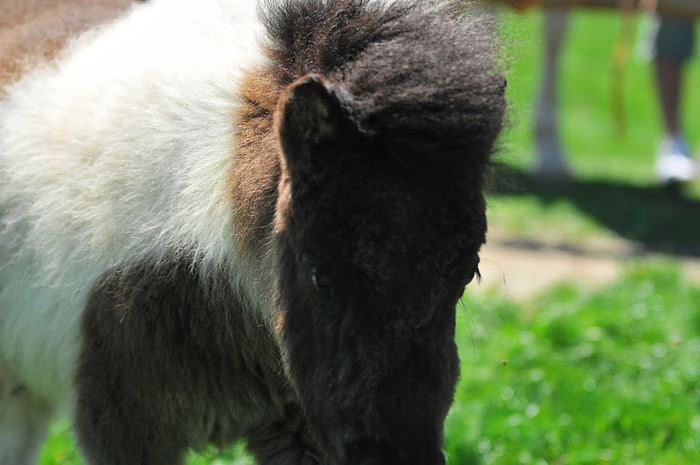 DSC_6539 - ECHITATIE 2011