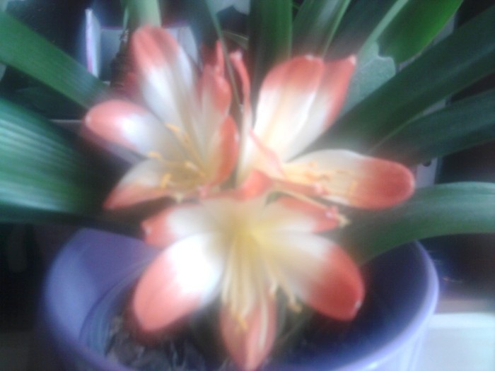 Fotografie0391 - clivia