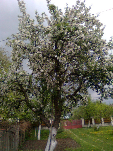 Marul - Arbori si plante melifere