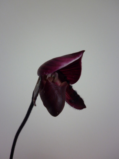 5.05.11 - Paphiopedilum