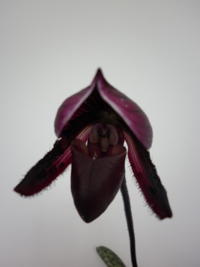 5.05.11 - Paphiopedilum