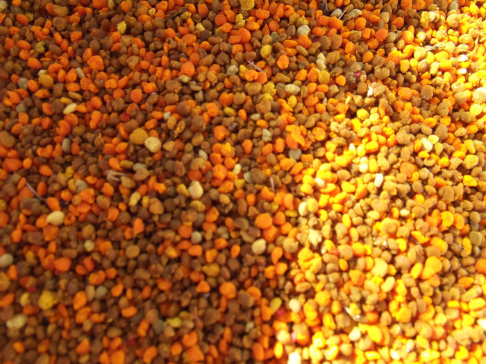 DSCF1639 - Albine 2011