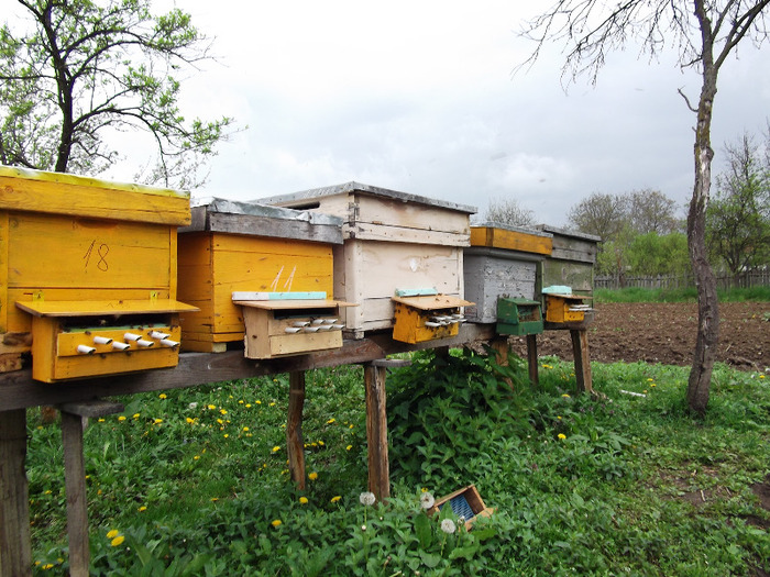 DSCF1813 - Albine 2011