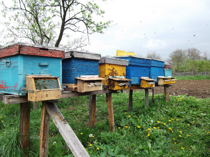 DSCF1814 - Albine 2011