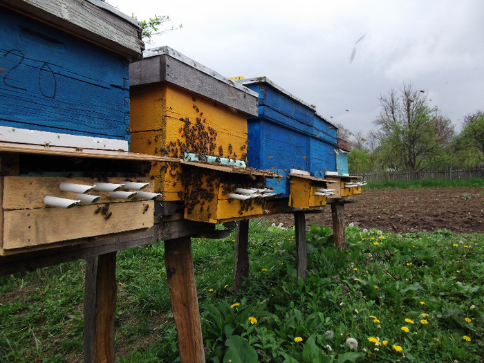 DSCF1817 - Albine 2011