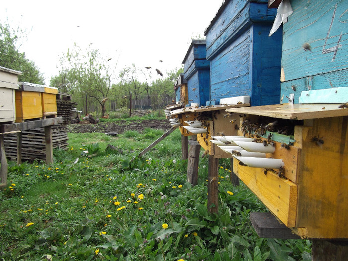 DSCF1857 - Albine 2011