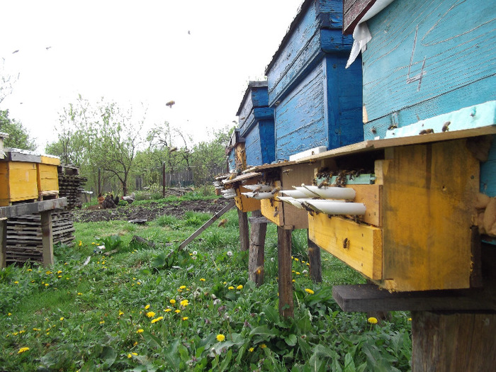 DSCF1855 - Albine 2011