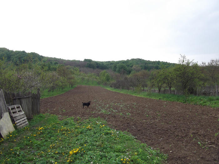 DSCF1861 - Albine 2011