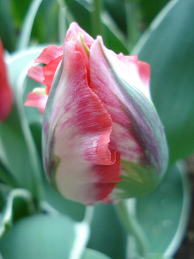 Tulipa Esperanto (2011, May 04) Tulipa Esperanto (2011, May 04)