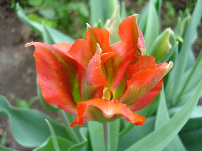 Tulipa Hollywood (2011, May 04)