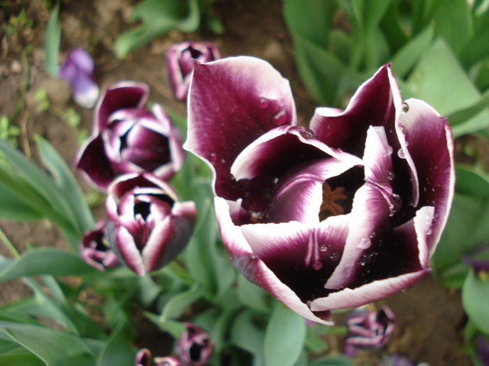 Tulipa Jackpot (2011, May 04)