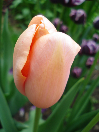 Tulipa Menton (2011, May 04) - Tulipa Menton