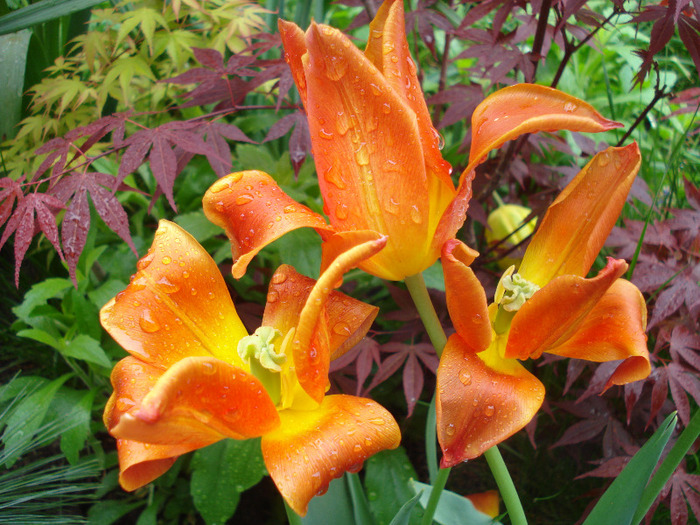Tulipa Synaeda Orange (2011, May 04)