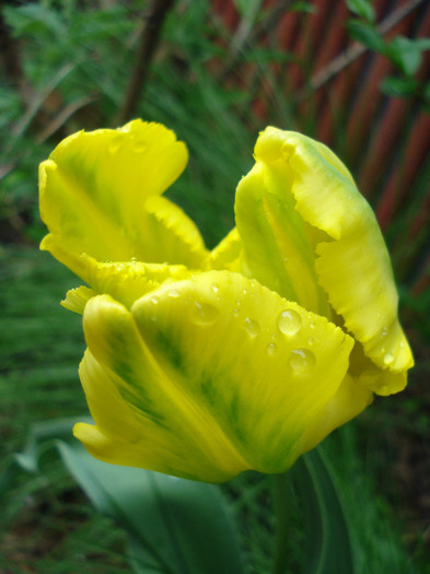 Tulipa Texas Gold (2011, May 04)