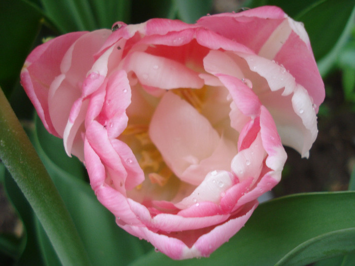 Tulipa Upstar (2011, May 04)