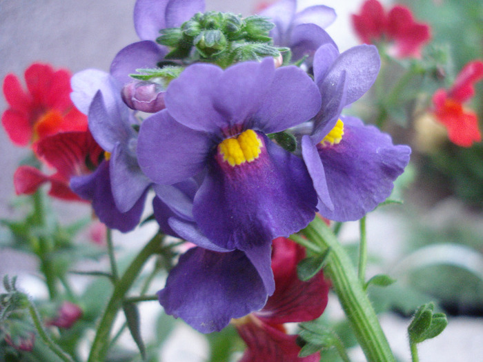 Nemesia Nesia Purple (2011, May 01) - Nemesia Nesia Purple