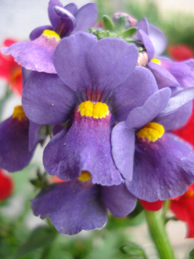 Nemesia Nesia Purple (2011, May 01) - Nemesia Nesia Purple