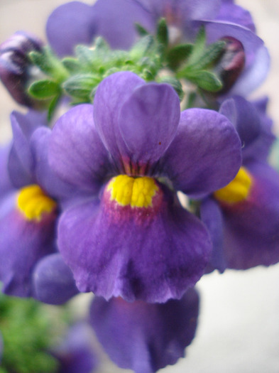 Nemesia Nesia Purple (2011, May 01) - Nemesia Nesia Purple