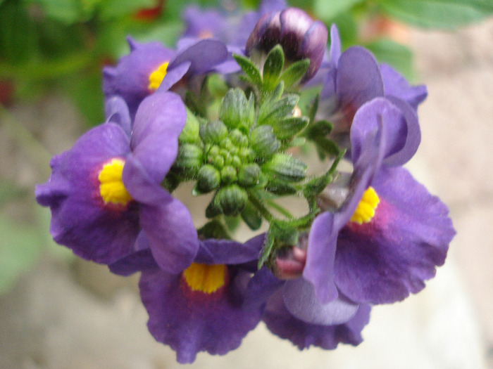 Nemesia Nesia Purple (2011, May 01) - Nemesia Nesia Purple