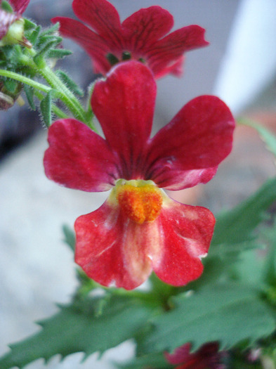 Sunsatia Cranberry (2011, May 01) - Nemesia Cranberry