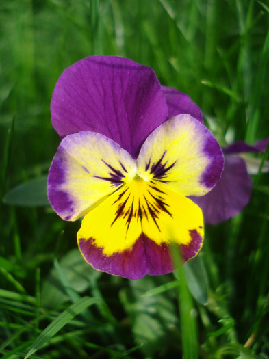 Purple Trailing Pansy (2011, Apr.30) - Trailing pansy Purple