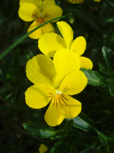 Yellow Trailing Pansy (2011, Apr.30) - Trailing pansy Yellow