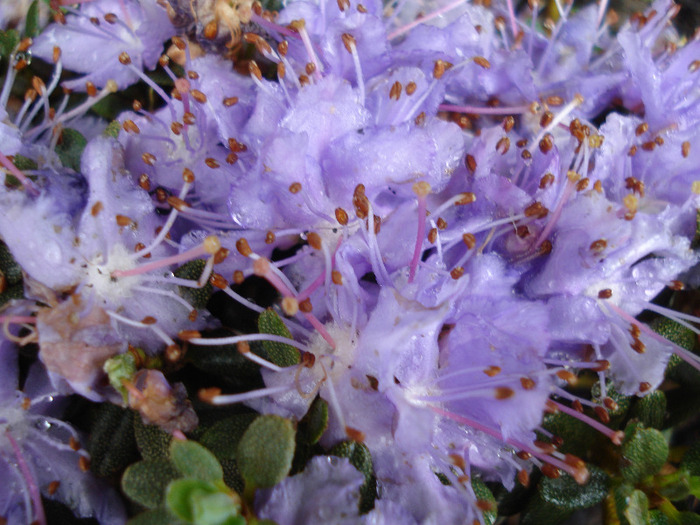 Rhododendron impeditum (2011, May 02)