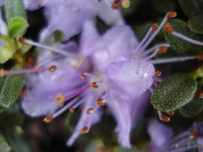 Rhododendron impeditum (2011, May 02)