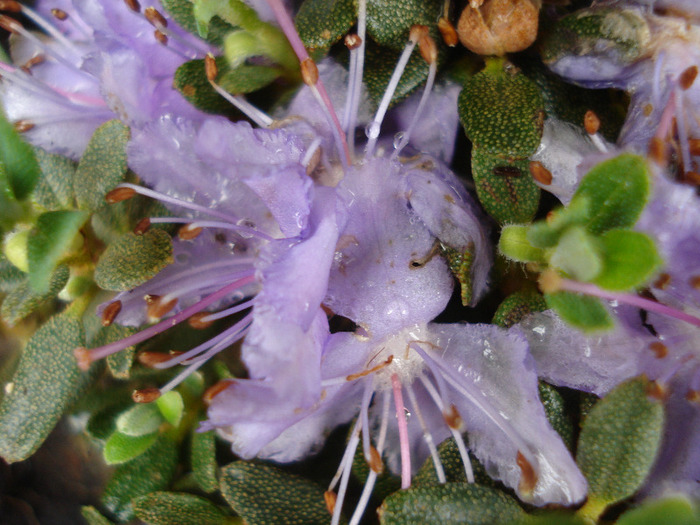 Rhododendron impeditum (2011, May 02) - Rhodo impeditum