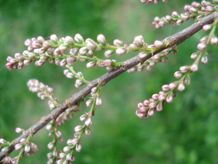 Tamarix tetranda (2011, May 01)