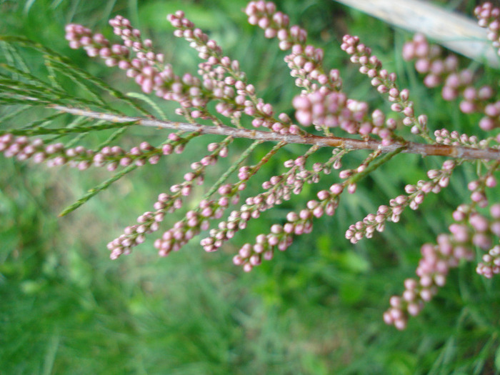 Tamarix tetranda (2011, May 01)