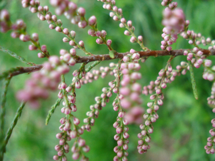 Tamarix tetranda (2011, May 01) - Tamarix tetranda