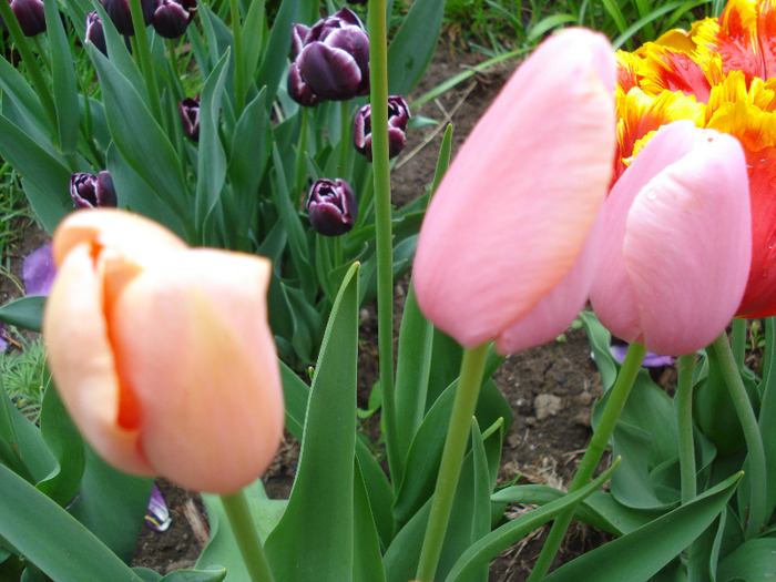 Tulips (2011, May 04) - 05 Garden in May