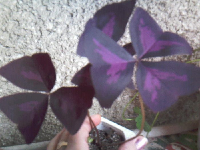 oxalis mov fluturas