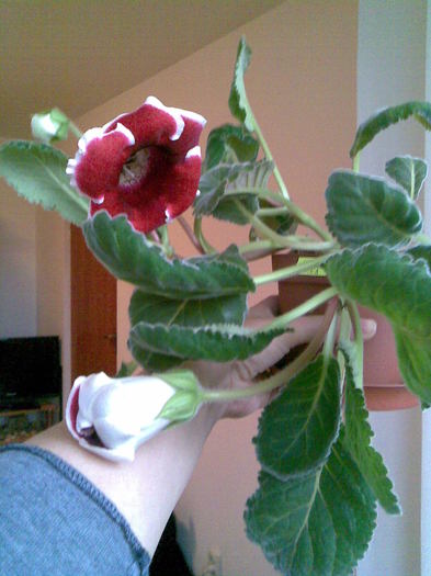 gloxi Relia 05.05.2011