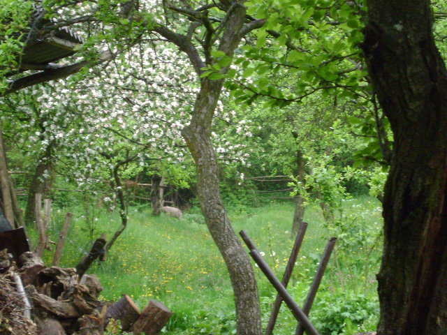 CAPRIOARA LA NOI IN GRADINA