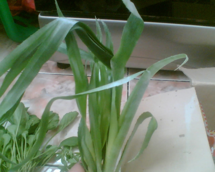 BILLBERGIA