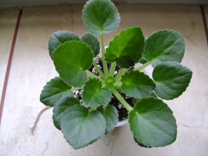 5 mai 2011