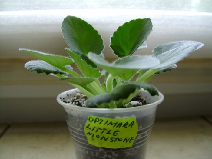 5 mai 2011