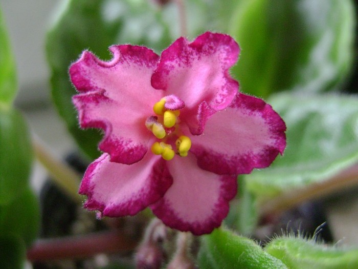 5 mai 2011; prima floare :)
