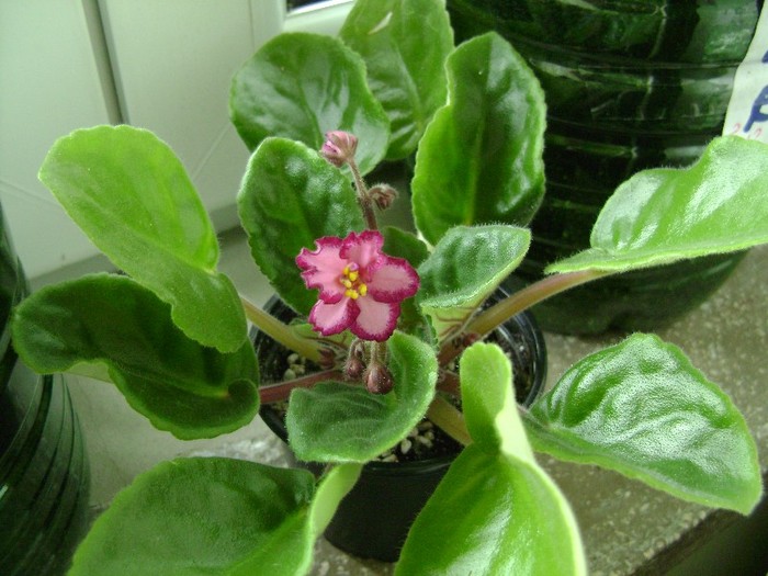 5 mai 2011; prima floare :)
