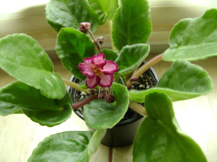 5 mai 2011; prima floare :)
