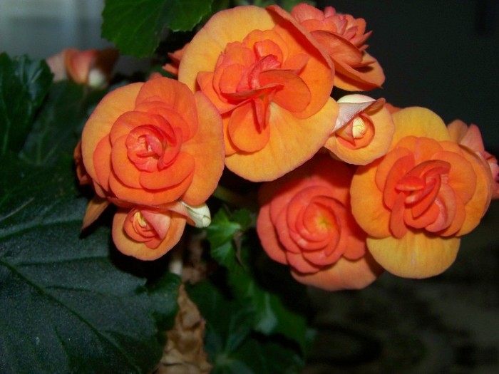 100_3767 - Flori 2011