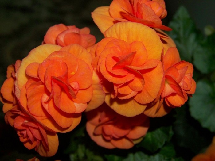 100_3768 - Flori 2011