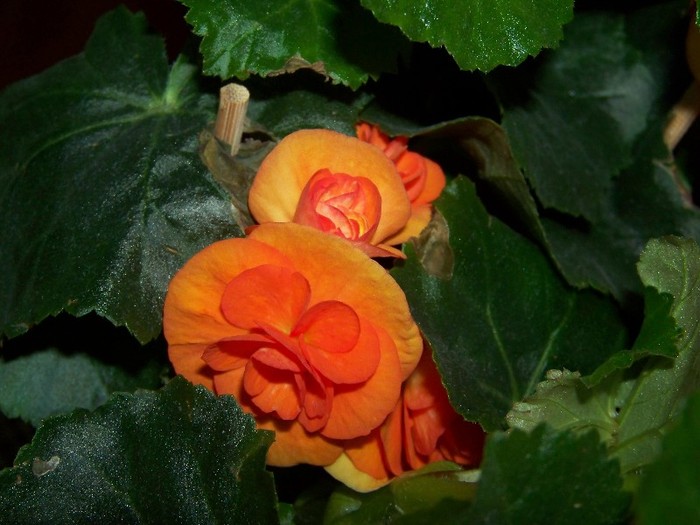 100_3769 - Flori 2011