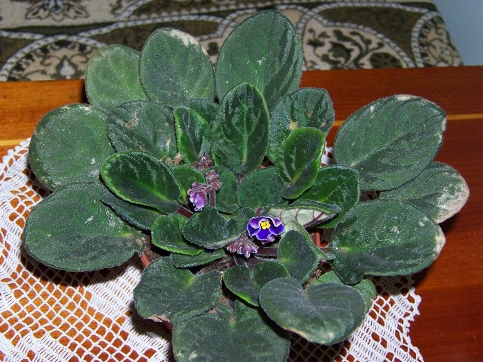 100_3771 - Flori 2011