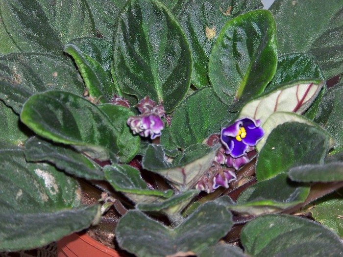 100_3772 - Flori 2011