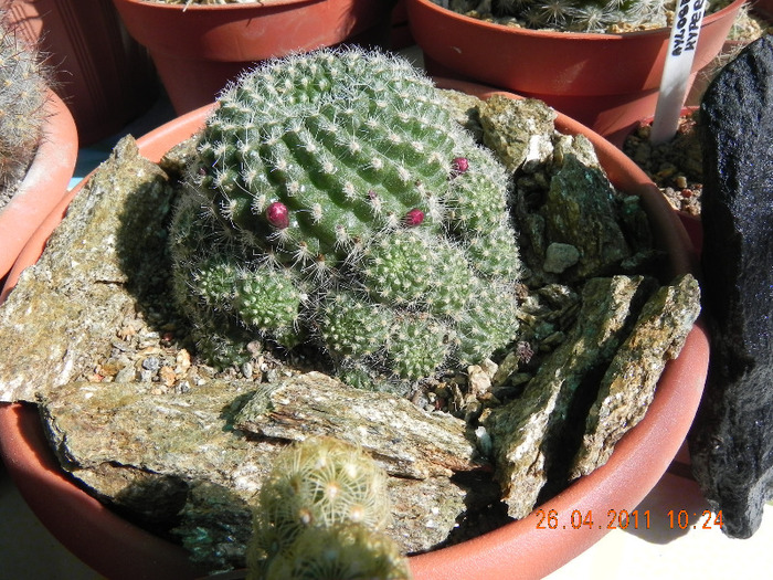  - cactusi imbobociti